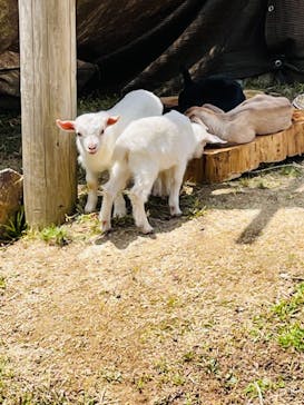 秋吉台自然動物公園 サファリランドに投稿された画像（2021/5/9）