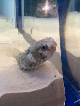 アクアワールド茨城県大洗水族館に投稿された画像（2021/5/9）