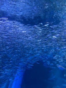 横浜・八景島シーパラダイスに投稿された画像（2021/5/10）