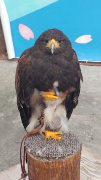 富士花鳥園に投稿された画像（2021/5/10）