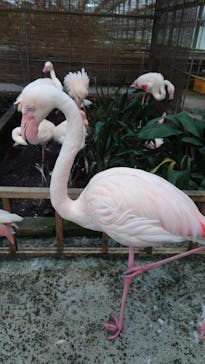 富士花鳥園に投稿された画像（2021/5/10）