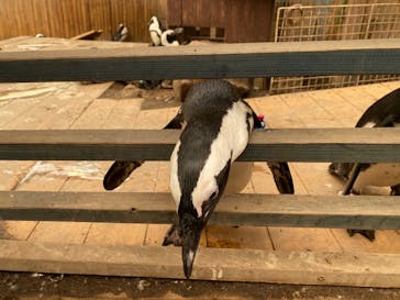 ゼロ距離水族館 伊勢シーパラダイスに投稿された画像（2021/5/10）