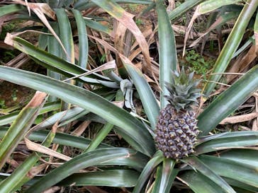 ナゴパイナップルパークに投稿された画像（2021/5/10）