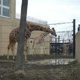 旭川市旭山動物園に投稿された画像（2021/5/10）
