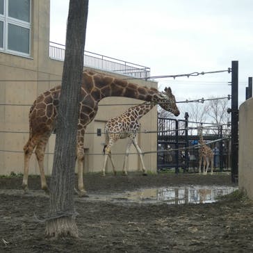 旭川市旭山動物園に投稿された画像（2021/5/10）
