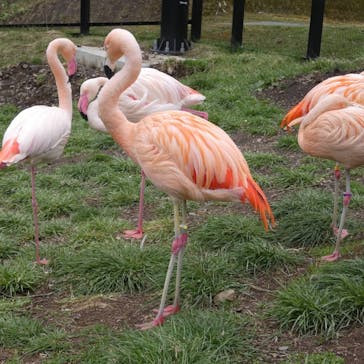 旭川市旭山動物園に投稿された画像（2021/5/10）