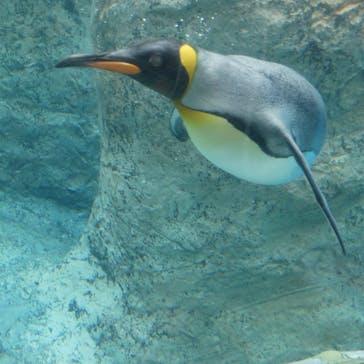 旭川市旭山動物園に投稿された画像（2021/5/10）