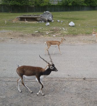 秋吉台自然動物公園 サファリランドに投稿された画像（2021/5/11）