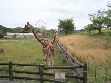秋吉台自然動物公園 サファリランドに投稿された画像（2021/5/11）
