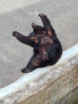 奥飛騨クマ牧場に投稿された画像（2021/5/12）