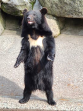 奥飛騨クマ牧場に投稿された画像（2021/5/12）