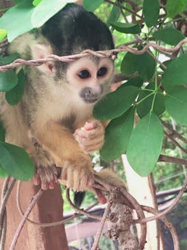 伊豆シャボテン動物公園に投稿された画像（2021/5/12）