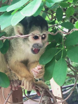 伊豆シャボテン動物公園に投稿された画像（2021/5/12）