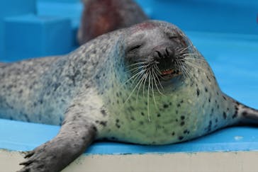 ゼロ距離水族館 伊勢シーパラダイスに投稿された画像（2021/5/12）