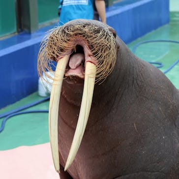 ゼロ距離水族館 伊勢シーパラダイスに投稿された画像（2021/5/12）