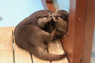 ゼロ距離水族館 伊勢シーパラダイスに投稿された画像（2021/5/12）