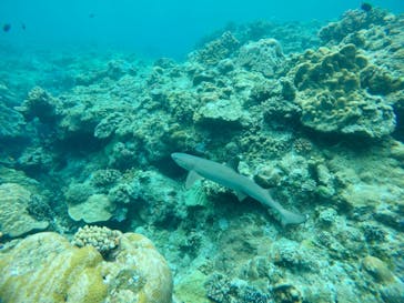 マリンクラブ ベリー 那覇店に投稿された画像（2021/5/12）