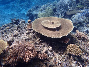 西表島 ADVENTURE PiPi（アドベンチャーピピ）に投稿された画像（2021/5/13）