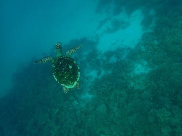 西表島 ADVENTURE PiPi（アドベンチャーピピ）に投稿された画像（2021/5/13）