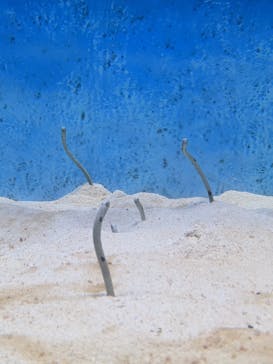 大分マリーンパレス水族館 「うみたまご」に投稿された画像（2021/5/13）