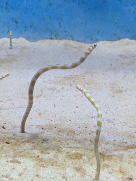 大分マリーンパレス水族館 「うみたまご」に投稿された画像（2021/5/13）