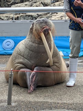 大分マリーンパレス水族館 「うみたまご」に投稿された画像（2021/5/13）