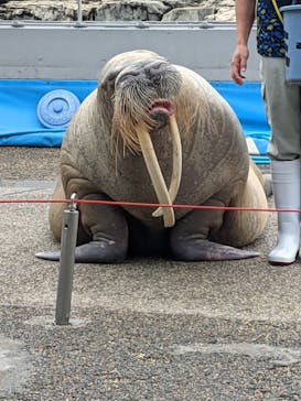 大分マリーンパレス水族館 「うみたまご」に投稿された画像（2021/5/13）