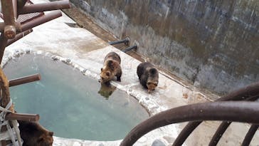 のぼりべつクマ牧場に投稿された画像（2021/5/13）