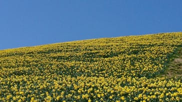 びわ湖バレイに投稿された画像（2021/5/13）