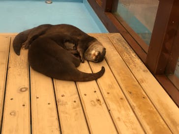 ゼロ距離水族館 伊勢シーパラダイスに投稿された画像（2021/5/14）