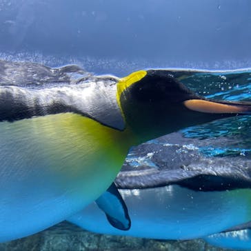 横浜・八景島シーパラダイスに投稿された画像（2021/5/15）