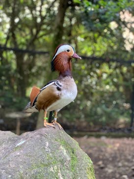 伊豆シャボテン動物公園に投稿された画像（2021/5/15）