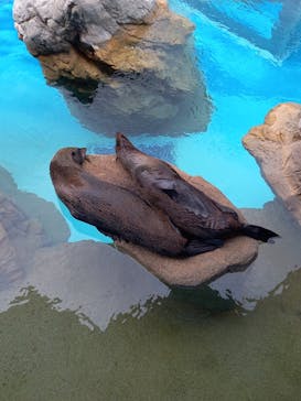京都水族館に投稿された画像（2021/5/15）