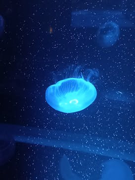 京都水族館に投稿された画像（2021/5/15）