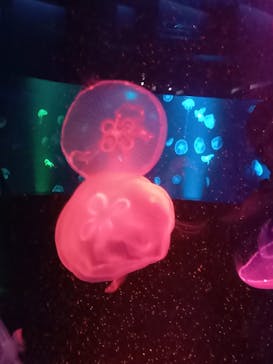 京都水族館に投稿された画像（2021/5/15）