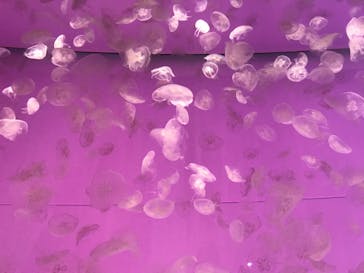 アクアワールド茨城県大洗水族館に投稿された画像（2021/5/15）