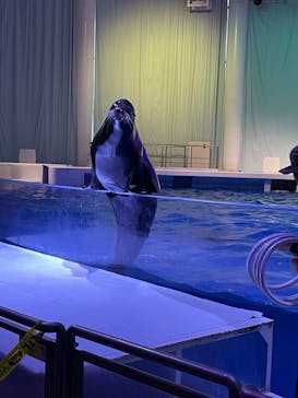 アクアワールド茨城県大洗水族館に投稿された画像（2021/5/15）