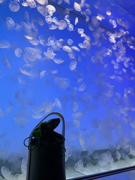 アクアワールド茨城県大洗水族館に投稿された画像（2021/5/15）