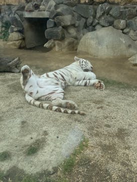 東武動物公園に投稿された画像（2021/5/15）