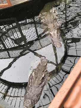 熱川バナナワニ園に投稿された画像（2021/5/16）