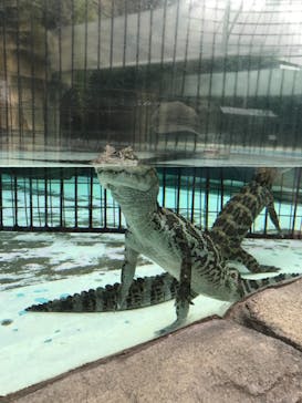 熱川バナナワニ園に投稿された画像（2021/5/16）