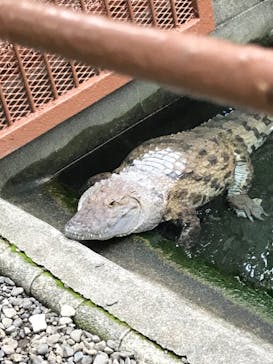 熱川バナナワニ園に投稿された画像（2021/5/16）