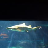 アクアワールド茨城県大洗水族館に投稿された画像（2021/5/16）