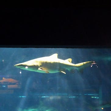 アクアワールド茨城県大洗水族館に投稿された画像（2021/5/16）