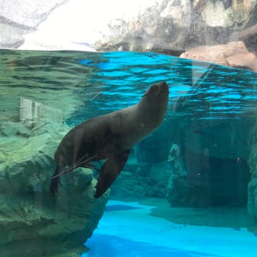 京都水族館に投稿された画像（2021/5/16）