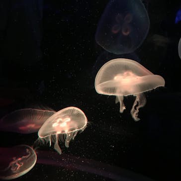 京都水族館に投稿された画像（2021/5/16）