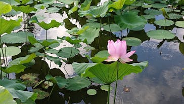 美らヤシパークオキナワ・東南植物楽園に投稿された画像（2021/5/16）