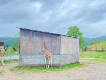 秋吉台自然動物公園 サファリランドに投稿された画像（2021/5/16）