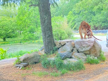 秋吉台自然動物公園 サファリランドに投稿された画像（2021/5/16）