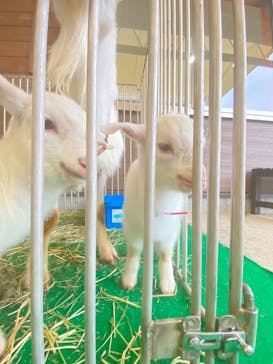 秋吉台自然動物公園 サファリランドに投稿された画像（2021/5/16）